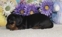 Lilly , a female Miniature Dachshund for sale in Milan, IN – Photo 3 of 8