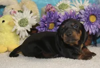 Lilly , a female Miniature Dachshund for sale in Milan, IN – Photo 8 of 8