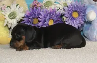 Lilly , a female Miniature Dachshund for sale in Milan, IN – Photo 4 of 8