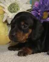 Lilly , a female Miniature Dachshund for sale in Milan, IN – Photo 2 of 8