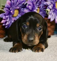 Lilly , a female Miniature Dachshund for sale in Milan, IN – Photo 5 of 8