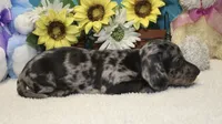 Hoss , a male Miniature Dachshund for sale in Milan, IN – 4 of 7