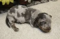 Lucas, a male Miniature Dachshund for sale in Milan, IN – 8 of 9