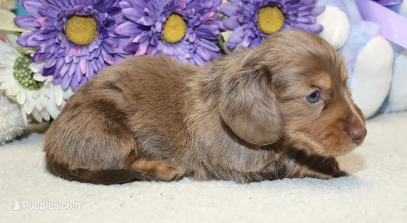 Olivia – Miniature Dachshund puppy for sale in Milan, IN