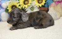 Jess, a male Miniature Dachshund for sale in Milan, IN – 7 of 8
