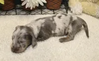 Lucas, a male Miniature Dachshund for sale in Milan, IN – 5 of 9