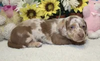 Cooper, a male Miniature Dachshund for sale in Milan, IN – 3 of 8