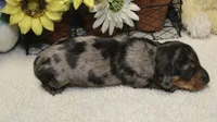Hud, a male Miniature Dachshund for sale in Milan, IN – 6 of 8
