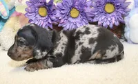 Gus, a male Miniature Dachshund for sale in Milan, IN – 3 of 8