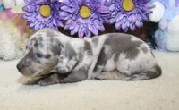 Hank, a male Miniature Dachshund for sale in Milan, IN – 5 of 8