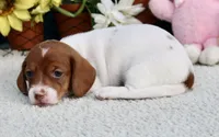 Jazz, a female Miniature Dachshund for sale in Milan, IN – 4 of 7