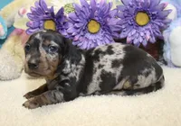 Gus, a male Miniature Dachshund for sale in Milan, IN – 5 of 8