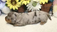 Harper, a female Miniature Dachshund for sale in Milan, IN – 8 of 8