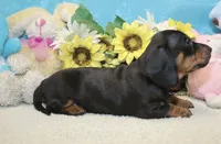 Oliver, a male Miniature Dachshund for sale in Milan, IN – 5 of 7