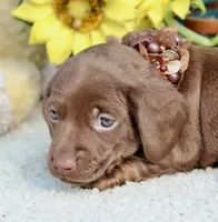 Tessa, a female Miniature Dachshund for sale in Milan, IN – 4 of 7