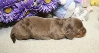 Olivia, a female Miniature Dachshund for sale in Milan, IN – 4 of 6