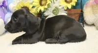 Mo, a male Miniature Dachshund for sale in Milan, IN – 6 of 6