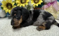Hud, a male Miniature Dachshund for sale in Milan, IN – 8 of 8