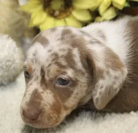Cooper, a male Miniature Dachshund for sale in Milan, IN – 2 of 8