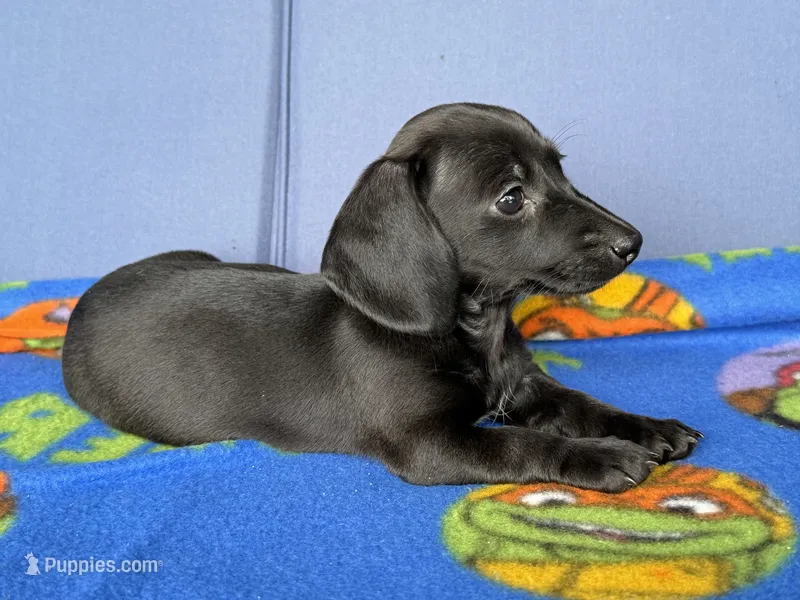 Tianna  – Miniature Dachshund puppy for sale in Milan, IN