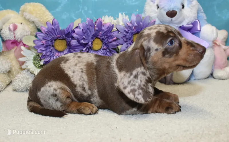 Kit – Miniature Dachshund puppy for sale in Milan, IN