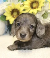 Jess, a male Miniature Dachshund for sale in Milan, IN – 8 of 8