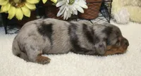 Harper, a female Miniature Dachshund for sale in Milan, IN – 4 of 8