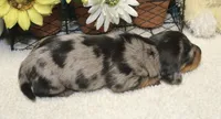 Hud, a male Miniature Dachshund for sale in Milan, IN – 5 of 8