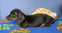 Ollie, a male Miniature Dachshund for sale in Milan, IN – 5 of 8