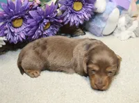 Olivia, a female Miniature Dachshund for sale in Milan, IN – 3 of 6