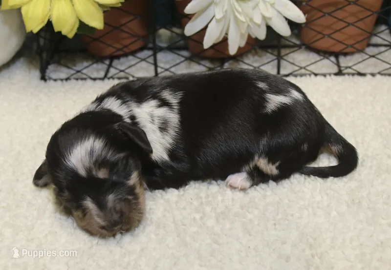 Willow – Miniature Dachshund puppy for sale in Milan, IN