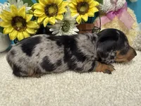Hud, a male Miniature Dachshund for sale in Milan, IN – 6 of 8