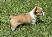 AKC Rita, a female Pembroke Welsh Corgi for sale in Milan, IN – 4 of 7