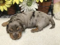 Harper, a female Miniature Dachshund for sale in Milan, IN – 5 of 8