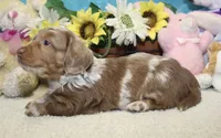 Hudson, a male Miniature Dachshund for sale in Milan, IN – 7 of 8