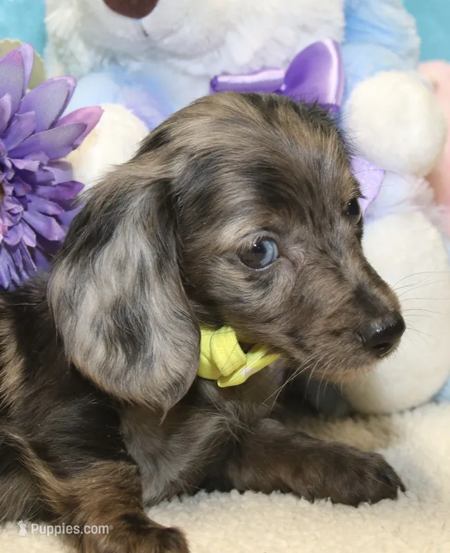 Lucas – Miniature Dachshund puppy for sale in Milan, IN