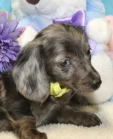 Lucas, a male Miniature Dachshund for sale in Milan, IN – 1 of 8