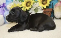 Mo, a male Miniature Dachshund for sale in Milan, IN – 5 of 6