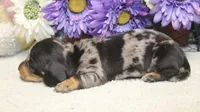 Bowie, a male Miniature Dachshund for sale in Milan, IN – 7 of 8