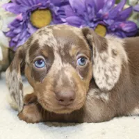 Kit, a male Miniature Dachshund for sale in Milan, IN – 3 of 7
