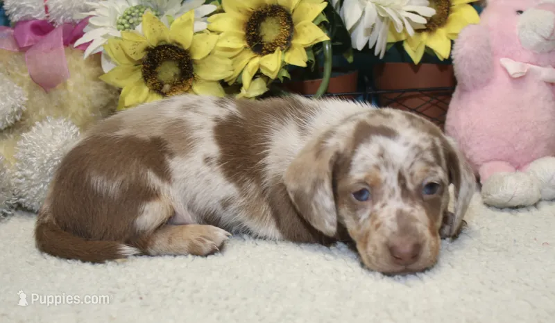 Cooper – Miniature Dachshund puppy for sale in Milan, IN