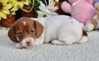 Jazz, a female Miniature Dachshund for sale in Milan, IN – 1 of 7