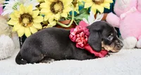 Luna, a female Miniature Dachshund for sale in Milan, IN – 6 of 6