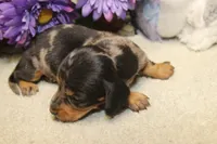 Bowie, a male Miniature Dachshund for sale in Milan, IN – 8 of 8