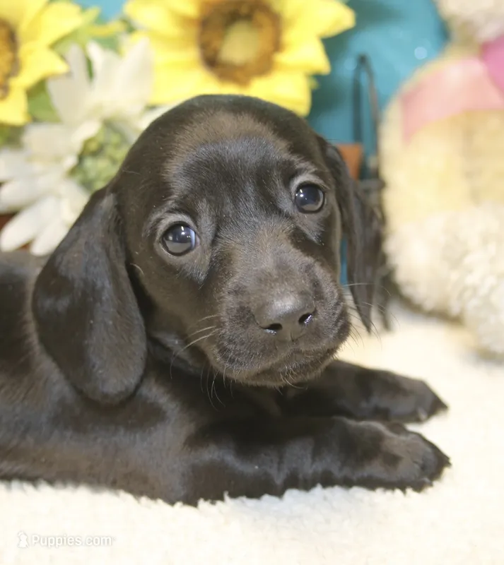 Mo – Miniature Dachshund puppy for sale in Milan, IN