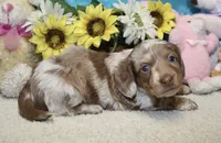 Hudson, a male Miniature Dachshund for sale in Milan, IN – 4 of 8