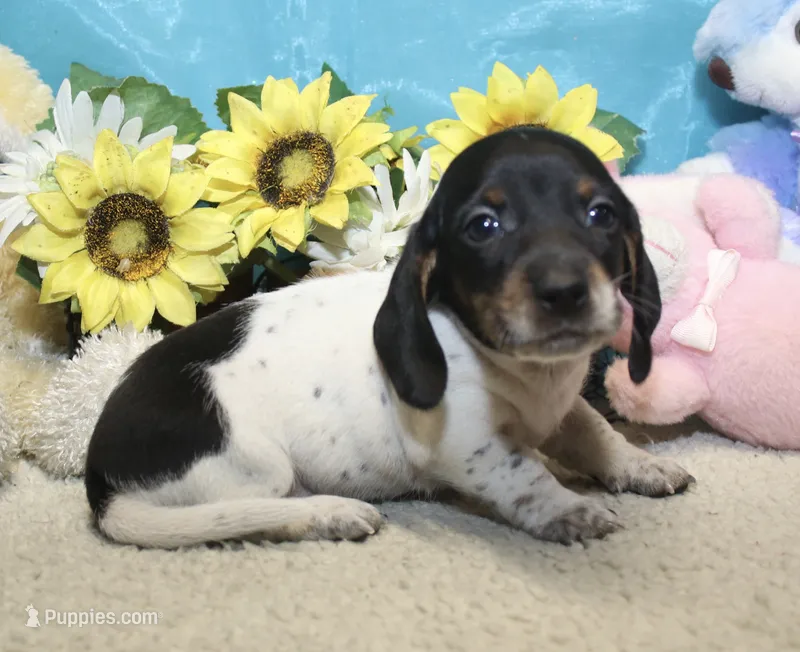 Teddy – Miniature Dachshund puppy for sale in Milan, IN