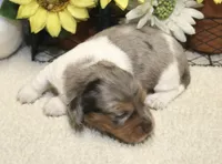 Camila , a female Miniature Dachshund for sale in Milan, IN – 8 of 8