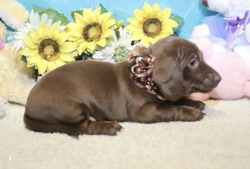 Tessa – Miniature Dachshund puppy for sale in Milan, IN