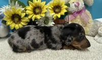 Hud, a male Miniature Dachshund for sale in Milan, IN – 1 of 8